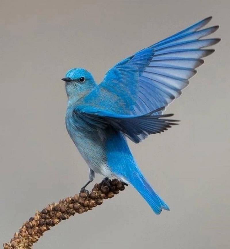 蓝知更鸟